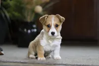 Fern, a female Pembroke Welsh Corgi for sale in Dundee, OH – Photo 4 of 7