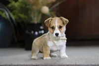 Fern, a female Pembroke Welsh Corgi for sale in Dundee, OH – Photo 3 of 7