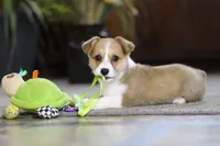 Fern, a female Pembroke Welsh Corgi for sale in Dundee, OH – Photo 7 of 7