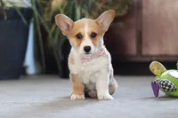 Fern, a female Pembroke Welsh Corgi for sale in Dundee, OH – 5 of 6