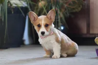 Fern, a female Pembroke Welsh Corgi for sale in Dundee, OH – 4 of 6