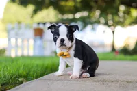 Shawn, a male Boston Terrier for sale in Dundee, OH – 6 of 7