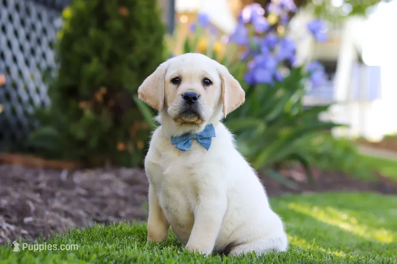 Benny – Labrador Retriever puppy for sale in Dundee, OH