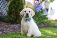 Benny, a male Labrador Retriever for sale in Dundee, OH – 1 of 7