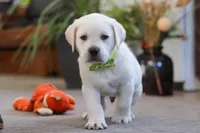 Sammy, a male Labrador Retriever for sale in Dundee, OH – Photo 6 of 7