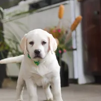 Sammy, a male Labrador Retriever for sale in Dundee, OH – Photo 8 of 9