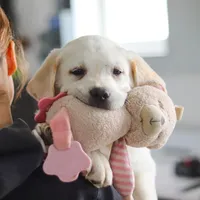 Sammy, a male Labrador Retriever for sale in Dundee, OH – Photo 4 of 9