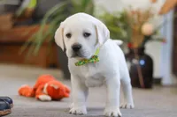 Sammy, a male Labrador Retriever for sale in Dundee, OH – Photo 7 of 7