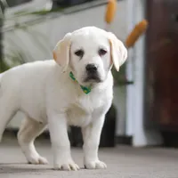 Sammy, a male Labrador Retriever for sale in Dundee, OH – Photo 3 of 9