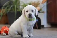 Sammy, a male Labrador Retriever for sale in Dundee, OH – Photo 1 of 7