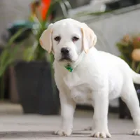 Sammy, a male Labrador Retriever for sale in Dundee, OH – Photo 2 of 9