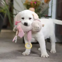 Sammy, a male Labrador Retriever for sale in Dundee, OH – Photo 9 of 9