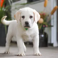Sammy, a male Labrador Retriever for sale in Dundee, OH – Photo 7 of 9