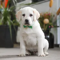 Sammy, a male Labrador Retriever for sale in Dundee, OH – Photo 6 of 9