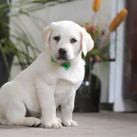 Sammy, a male Labrador Retriever for sale in Dundee, OH – Photo 5 of 9