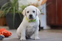 Sammy, a male Labrador Retriever for sale in Dundee, OH – Photo 4 of 7