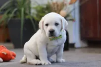 Sammy, a male Labrador Retriever for sale in Dundee, OH – Photo 2 of 7