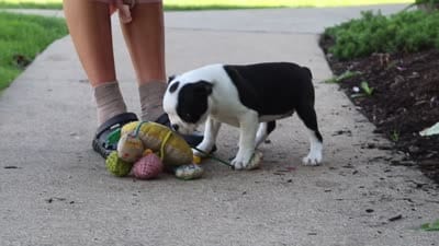 Sherry, a female Boston Terrier for sale in Dundee, OH – 6 of 6