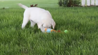 Sherry, a female Labrador Retriever for sale in Dundee, OH – 8 of 8