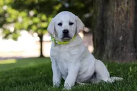Bobby, a male Labrador Retriever for sale in Dundee, OH – 4 of 7