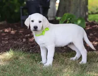 Louie, a male Labrador Retriever for sale in Dundee, OH – Photo 5 of 6