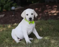 Louie, a male Labrador Retriever for sale in Dundee, OH – Photo 2 of 6