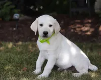 Louie, a male Labrador Retriever for sale in Dundee, OH – Photo 3 of 6