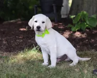 Louie, a male Labrador Retriever for sale in Dundee, OH – Photo 4 of 6
