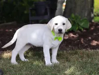 Louie, a male Labrador Retriever for sale in Dundee, OH – Photo 6 of 6