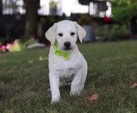 Louie, a male Labrador Retriever for sale in Dundee, OH – Photo 1 of 6