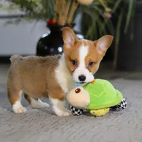 Husky, a male Pembroke Welsh Corgi for sale in Dundee, OH – Photo 3 of 6