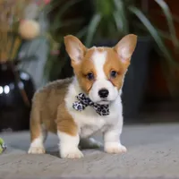 Husky, a male Pembroke Welsh Corgi for sale in Dundee, OH – Photo 1 of 6