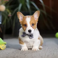 Husky, a male Pembroke Welsh Corgi for sale in Dundee, OH – Photo 5 of 6