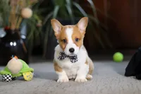 Husky, a male Pembroke Welsh Corgi for sale in Dundee, OH – Photo 5 of 6