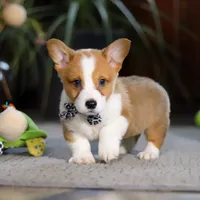 Husky, a male Pembroke Welsh Corgi for sale in Dundee, OH – Photo 2 of 6