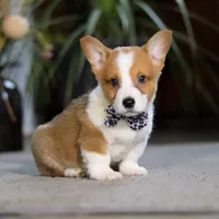 Husky, a male Pembroke Welsh Corgi for sale in Dundee, OH – Photo 6 of 6