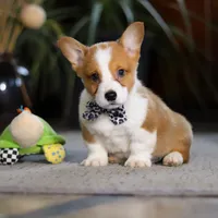 Husky, a male Pembroke Welsh Corgi for sale in Dundee, OH – Photo 4 of 6