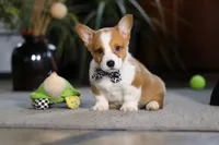 Husky, a male Pembroke Welsh Corgi for sale in Dundee, OH – Photo 4 of 6