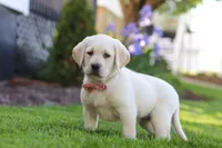 Bela, a female Labrador Retriever for sale in Dundee, OH – 5 of 8