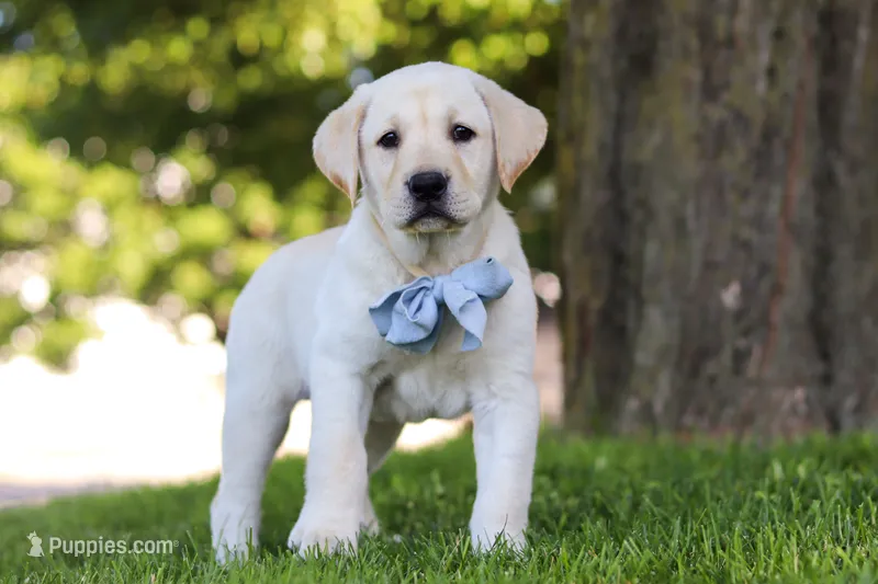 Bert – Labrador Retriever puppy for sale in Dundee, OH