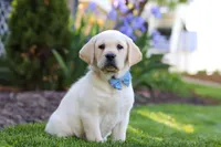 Benny, a male Labrador Retriever for sale in Dundee, OH – 5 of 7