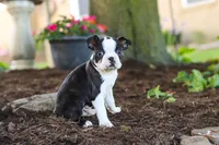 Maverick, a male Boston Terrier for sale in Dundee, OH – 7 of 9