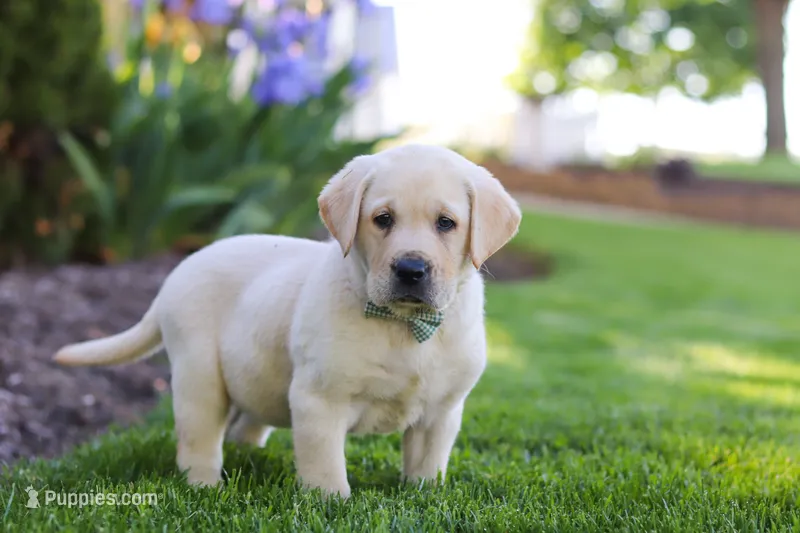 Bart – Labrador Retriever puppy for sale in Dundee, OH