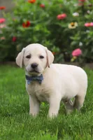 Bennie, a male Labrador Retriever for sale in Dundee, OH – 5 of 7