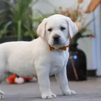 Silas, a male Labrador Retriever for sale in Dundee, OH – Photo 5 of 5