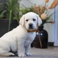 Silas, a male Labrador Retriever for sale in Dundee, OH – Photo 2 of 5