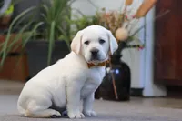 Silas, a male Labrador Retriever for sale in Dundee, OH – Photo 2 of 5