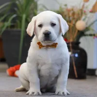 Silas, a male Labrador Retriever for sale in Dundee, OH – Photo 3 of 5