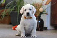 Silas, a male Labrador Retriever for sale in Dundee, OH – Photo 3 of 5