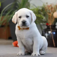 Silas, a male Labrador Retriever for sale in Dundee, OH – Photo 4 of 5